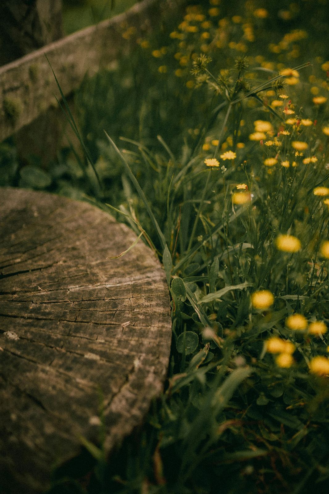 Profitable Stump Grinding Business In NW Florida For Sale