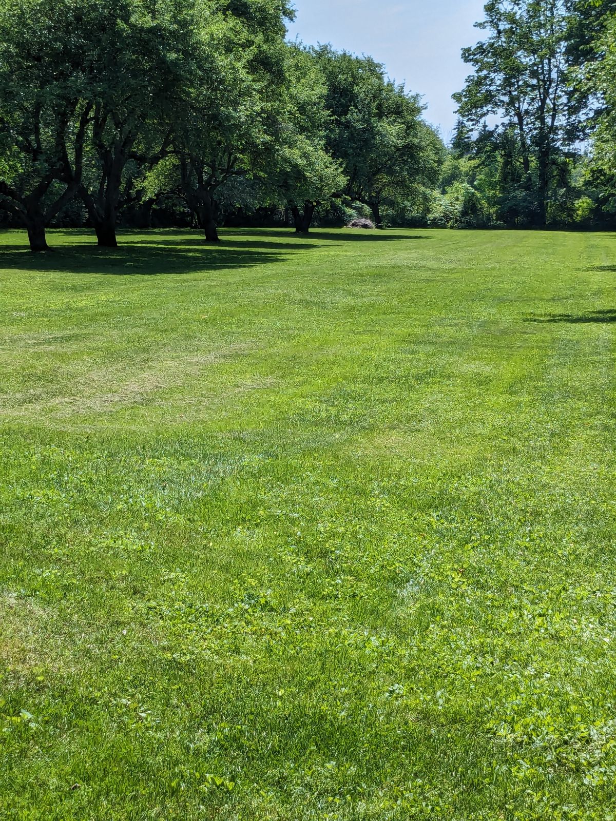 Successful Lawn And Snow Business For Sale